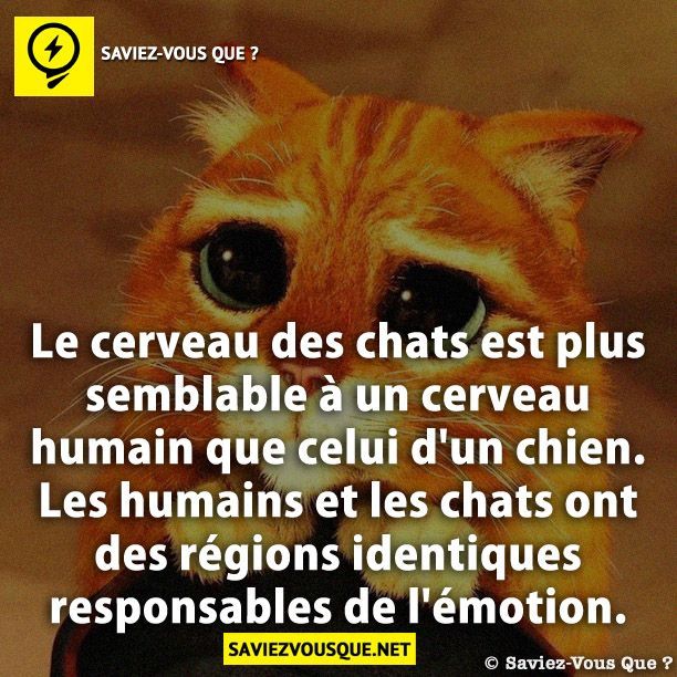 Le Saviez Vous Le Cerveau Des Chats Est Plus Semblable A Un Cerveau Humain Que Celui D Citations Votre Source Numero 1 Pour Les Citations Et Proverbes