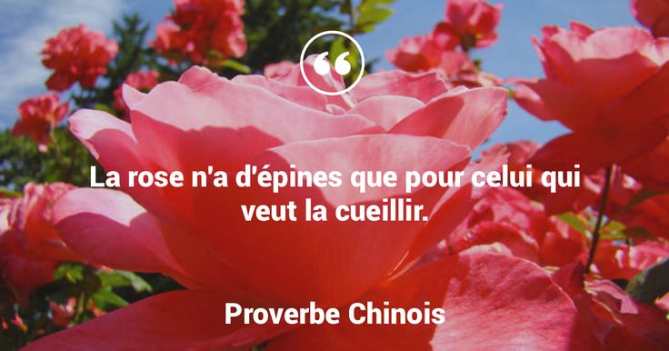 Proverbes Chinois La Rose N A D Epines Que Pour Qui Veut La Cueillir Proverbe Chinois Citations Votre Source Numero 1 Pour Les Citations Et Proverbes