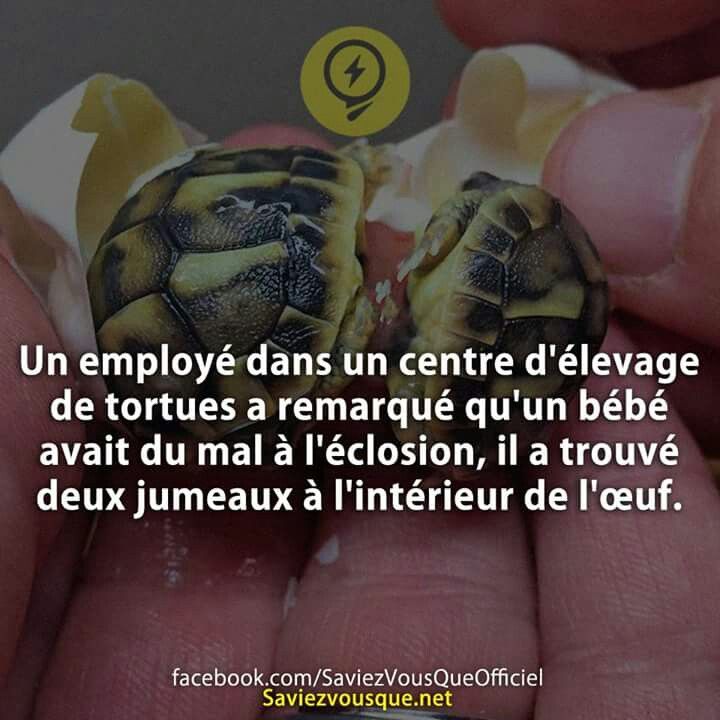 Le Saviez Vous Tortue Citations Votre Source Numero 1 Pour Les Citations Et Proverbes